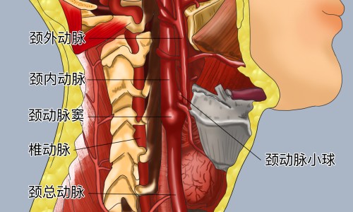玉竹护肤功效和作用-玉竹护肤功效-专业玉竹护肤功效是什么平台-玉竹护肤功效与作用