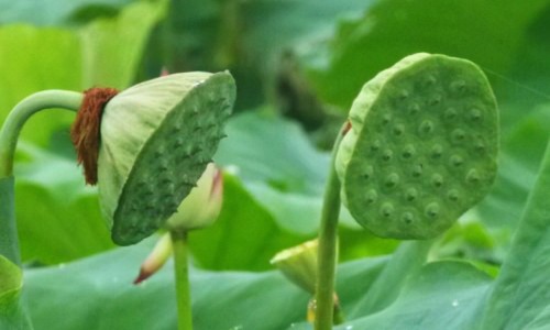 玉竹护肤功效和作用-玉竹护肤功效-专业玉竹护肤功效是什么平台-玉竹护肤功效与作用